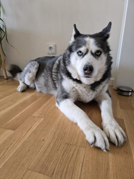 Nicky sucht eine liebevolle Familie