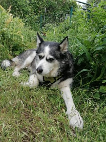 Nicky sucht eine liebevolle Familie