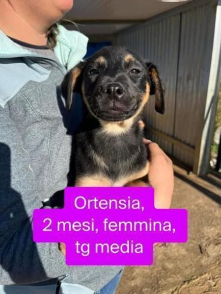 Ortensia 💛💛💛 sonniges Hundemädchen