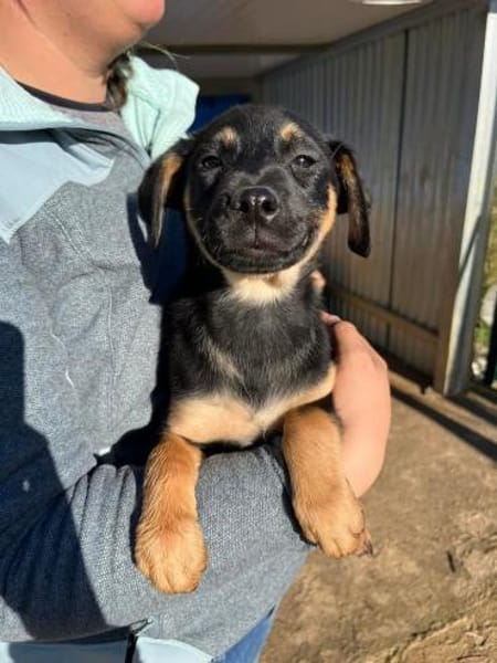 Ortensia 💛💛💛 sonniges Hundemädchen