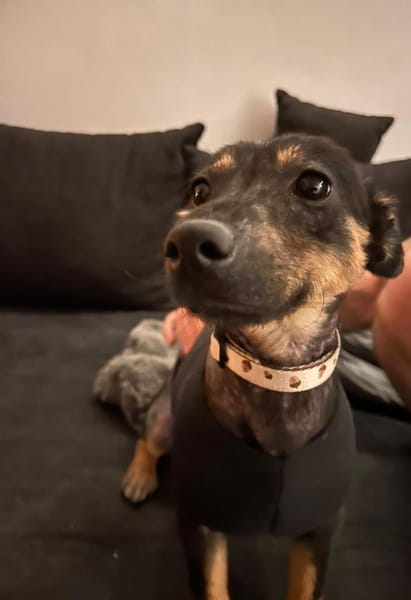 Shinead wartet auf PS südlich von HH