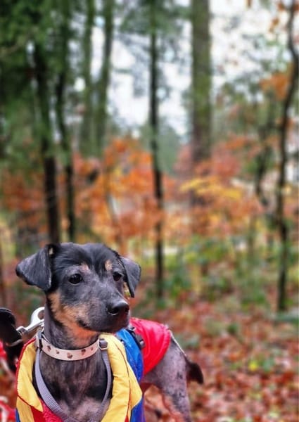 Shinead wartet auf PS südlich von HH