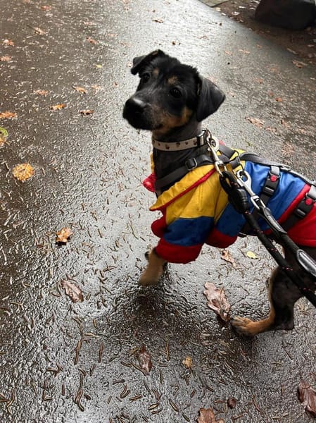 Shinead wartet auf PS südlich von HH