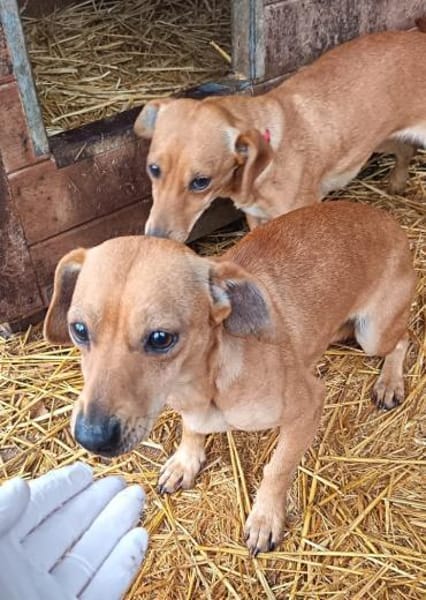 Vanda wurde mit Oli augesetzt