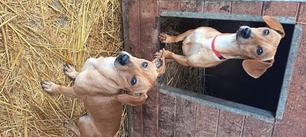 Vanda wurde mit Oli augesetzt