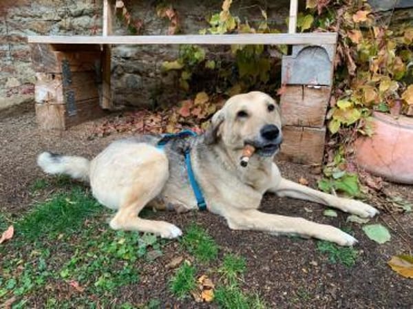 PUNGAO * freundlicher treuer Begleiter