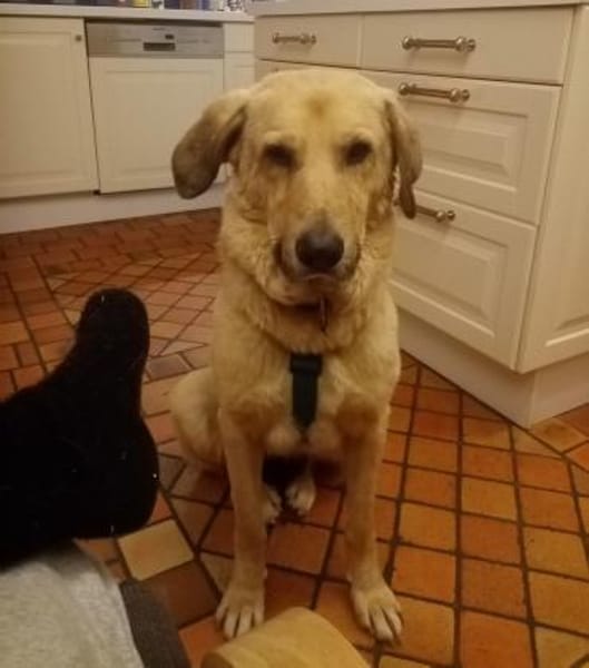 PUNGAO * freundlicher treuer Begleiter