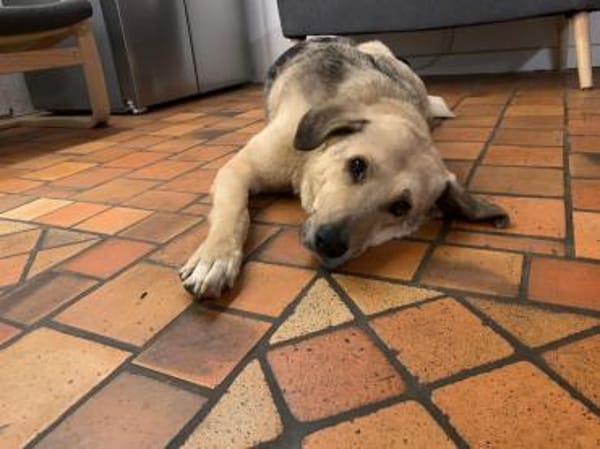 PUNGAO * freundlicher treuer Begleiter