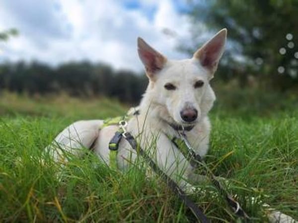 Fabelhafter Cosmo sucht SEIN zuhause