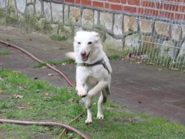 Fabelhafter Cosmo sucht SEIN zuhause