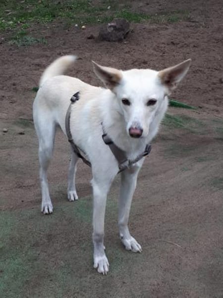 Fabelhafter Cosmo sucht SEIN zuhause