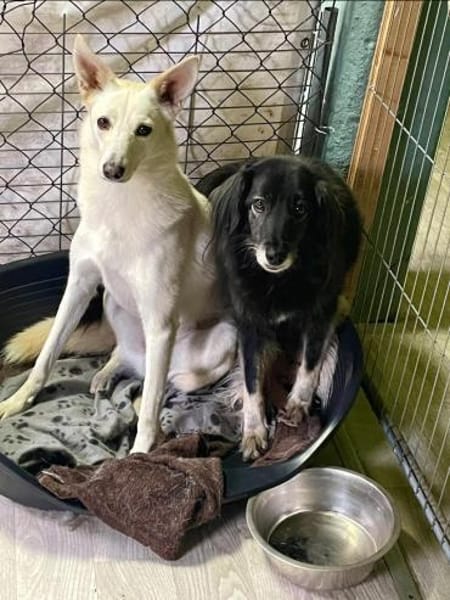 Fabelhafter Cosmo sucht SEIN zuhause