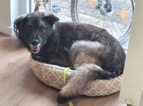 ANA ist eine Traumhündin 😍