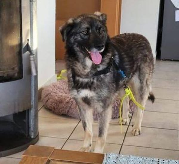 ANA ist eine Traumhündin 😍