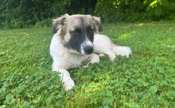 Wollknäuel Gustl sucht seine Familie