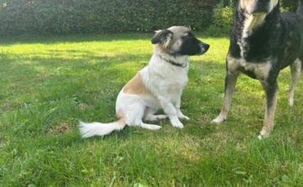 Wollknäuel Gustl sucht seine Familie