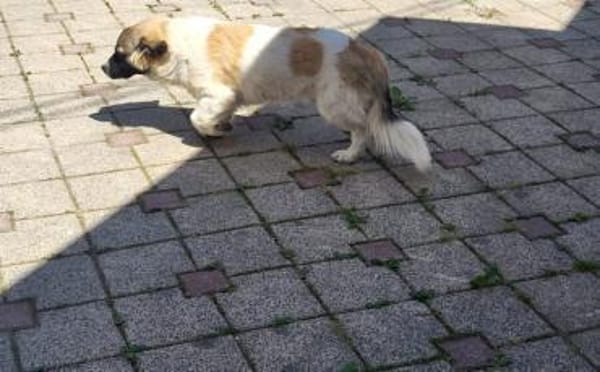 Wollknäuel Gustl sucht seine Familie