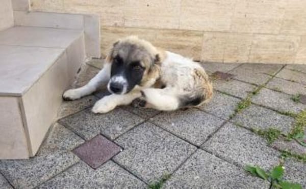 Wollknäuel Gustl sucht seine Familie