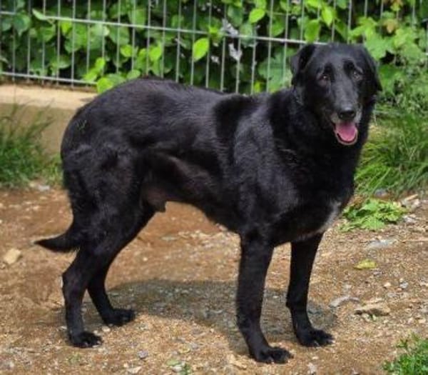 KARAM sucht Familienanschluss