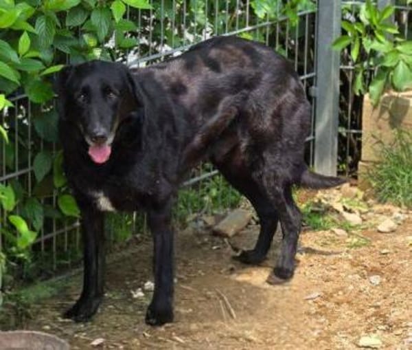 KARAM sucht Familienanschluss