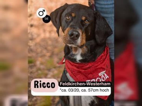RICCO mit Herz und Charakter