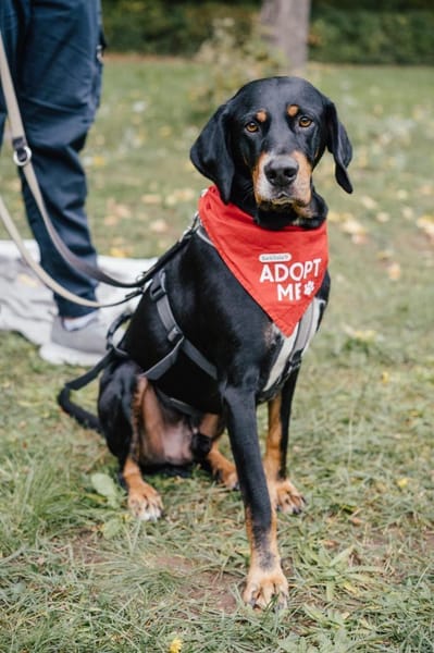 RICCO mit Herz und Charakter
