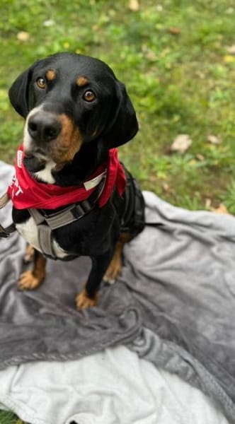 RICCO mit Herz und Charakter