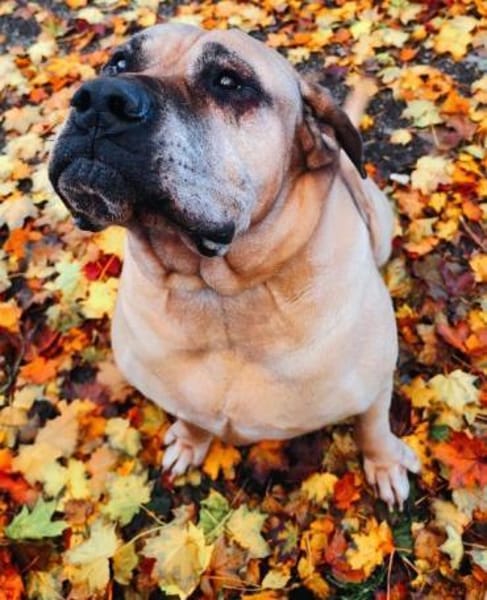 HUMPHREY... Trauriges Update 😭