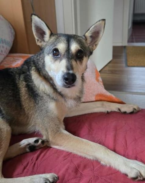 Yowsa wartet auf PS in Hamburg!