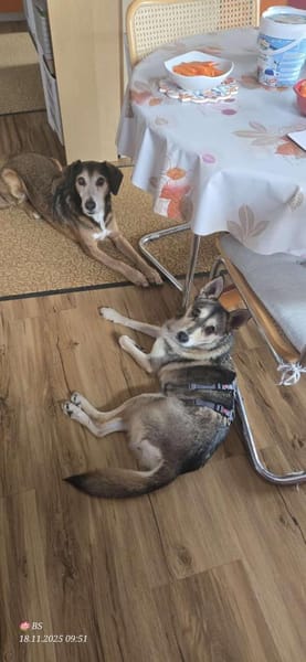 Yowsa wartet auf PS in Hamburg!