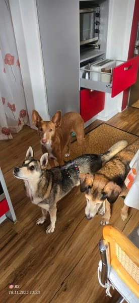 Yowsa wartet auf PS in Hamburg!