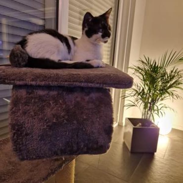 Willi sucht seine Menschen