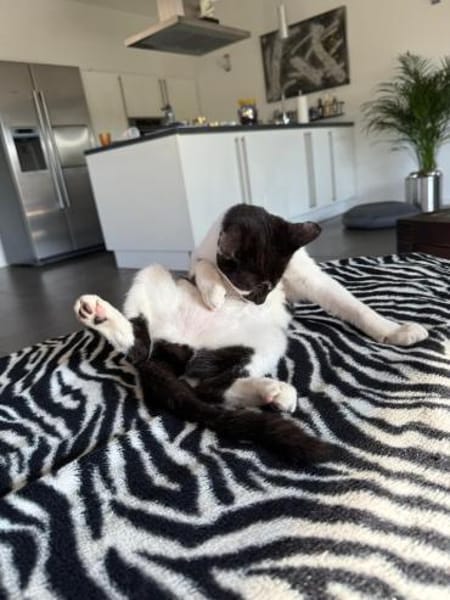 Willi sucht seine Menschen