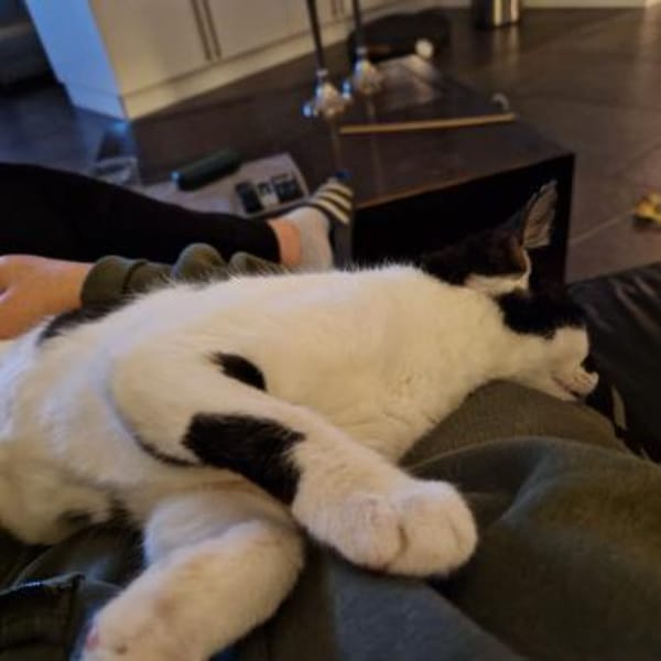 Willi sucht seine Menschen