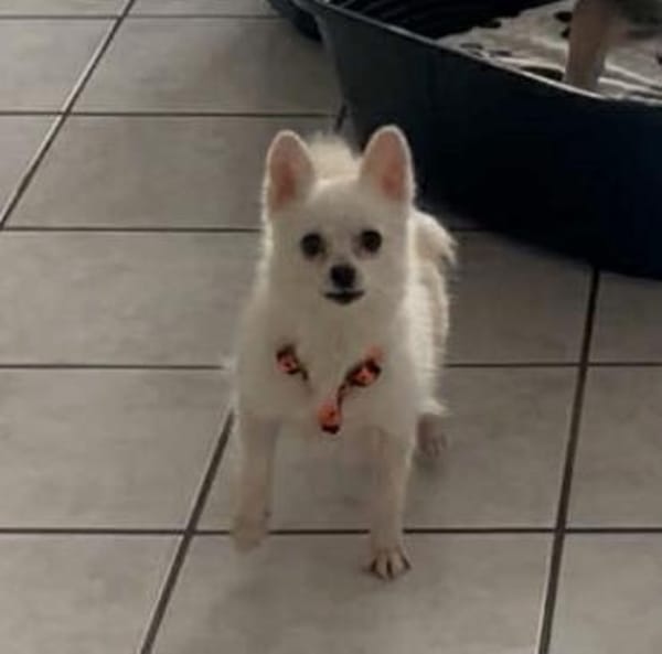 Maeve sucht ein liebevolles Zuhause