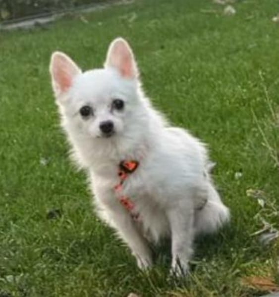 Maeve sucht ein liebevolles Zuhause