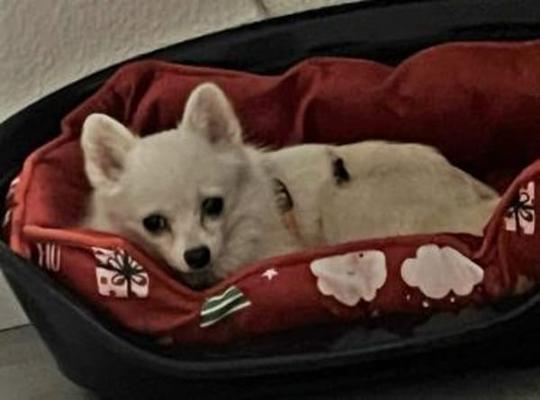 Maeve sucht ein liebevolles Zuhause