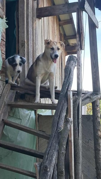 Gisela, Zaubermaus sucht Körbchen