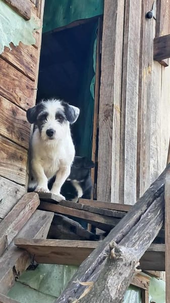 Gisela, Zaubermaus sucht Körbchen