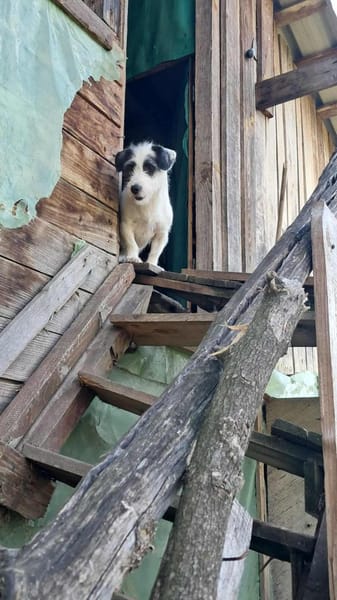 Gisela, Zaubermaus sucht Körbchen