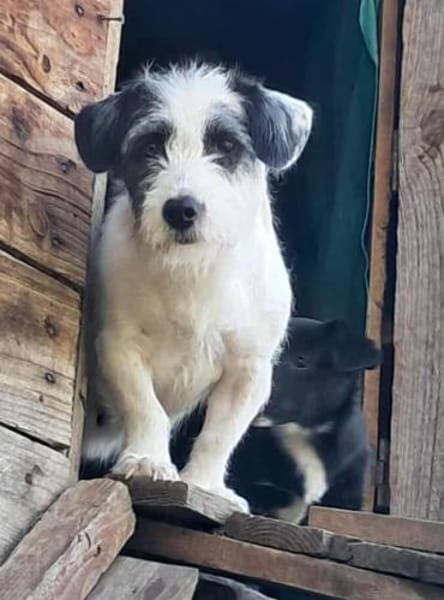 Gisela, Zaubermaus sucht Körbchen