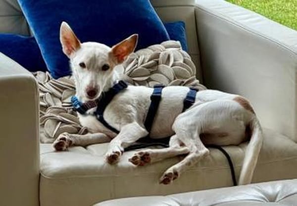 Kross1 sucht ein Zuhause