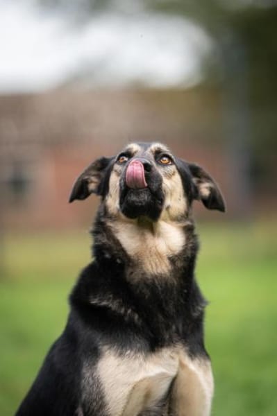 Marton  sucht sein Glück