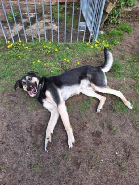 Marton  sucht sein Glück