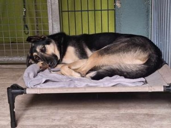 Marton  sucht sein Glück