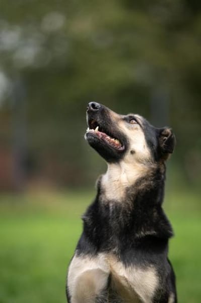 Marton  sucht sein Glück