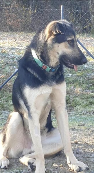 Marton  sucht sein Glück