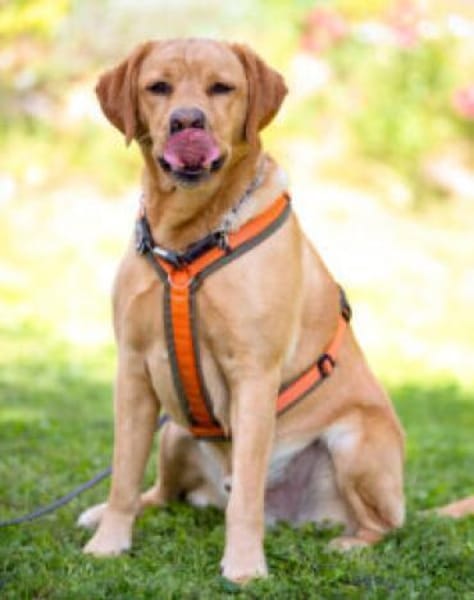 MR. SAM - bildhübscher Labrador-Bub