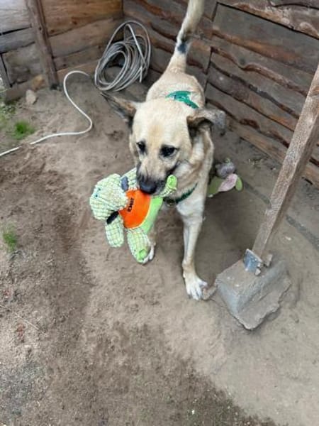 Phili  ein Kämpfer mit großem Herzen