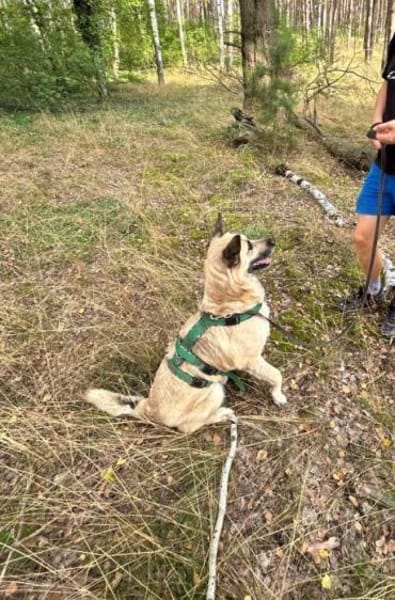 Phili  ein Kämpfer mit großem Herzen